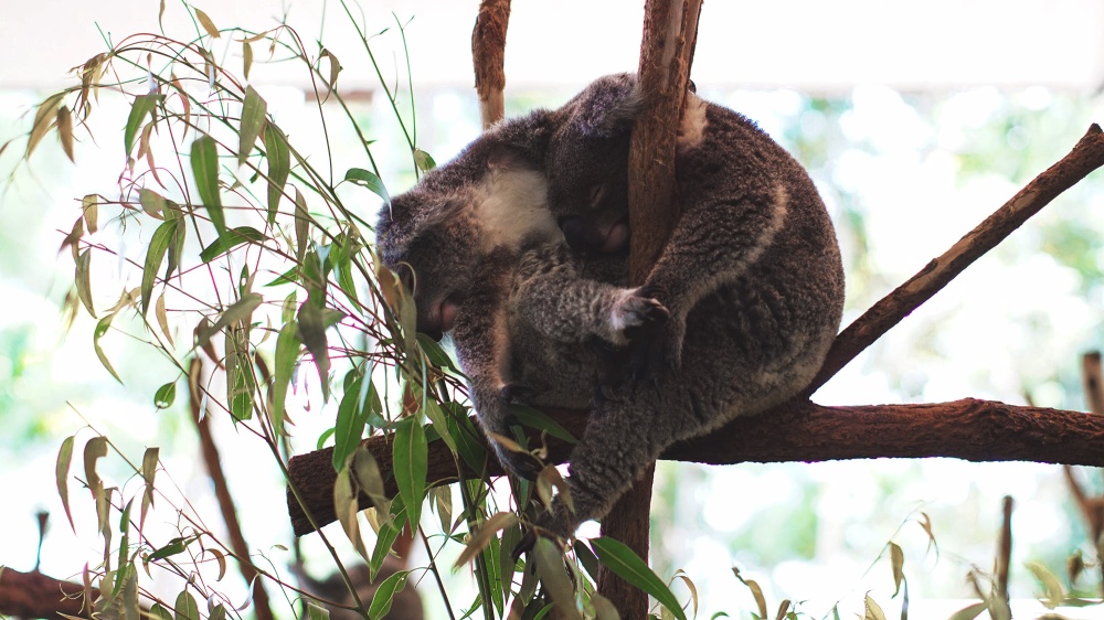 Koala Sleeping Lone Pine Sanctuary - Atre