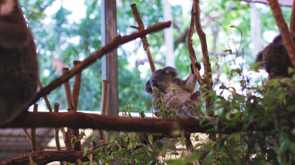 Koala Sleeping - Lone Pine Sanctuary - Atre
